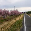 2021年のサイクリング1（北浅羽桜堤公園へ花見ポタ）