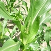 トウモロコシの転倒防止と野菜の収穫