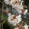 桜の季節（１）