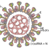 Wikipedia 英語記事「Coronavirus / コロナウイルス」の日本語訳 その3