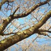 桜の樹木　羊山は満開