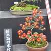 南陽の菊まつり ～ 花公園会場 　２