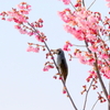 手賀沼遊歩道の桜とヒヨドリ