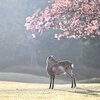 116　祐徳稲荷神社参詣記　（17）新作能「祐徳院」創作ノート　②2014年1月、2021年11月、2022年1月