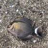 陸っぱり釣果　21種目　クロハギ