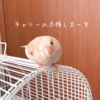 シナモン文鳥さん　点検の後は。