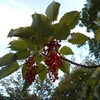 Idesia polycarpa　イイギリ