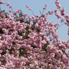 故郷の桜