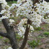 花を咲かせ実をつける