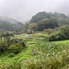 実家が森になっていた