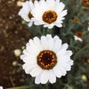 ローダンセマム‘アフリカンアイズ’ （Rhodanthemum 'African Eyes'）の花