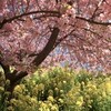 菜の花と河津桜