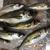 堤防釣りでギガアジ？釣り方は？