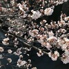 神田上水沿いの桜はもうかなり咲いた