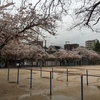 雨の花見