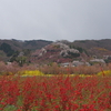 花見山に行ってみた