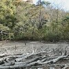 有終の美を飾るハンノキ湿地