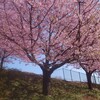 河津桜