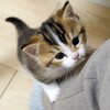 可愛いネコちゃんシリーズー4・・・