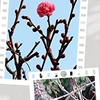 心躍る京の梅探活…ついに梅小路公園・開花！