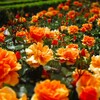 薔薇は咲きだした！福山ばら祭り2010に向けて薔薇も頑張り中！（福山市ばら公園、緑町公園）