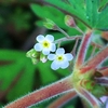 キュウリグサの小さな花