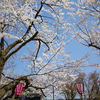 第98回高田城址公園観桜会