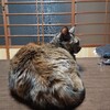 よそよそしい…🐱