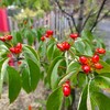 花水木(ハナミズキ)の実