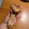 10月の値上げ前に買ったもの＆頂き物の松茸 私が毎月寝込む理由