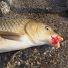 コイが釣れた時のがっかり感。