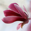 lily magnolia