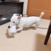 トイレットペーパー