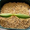 🌵多肉植物 モンキーネイル待望の新芽🌱他🌵