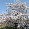 新川沿いのソメイヨシノとエゾヤマザクラ、円山公園で桜と梅、マグノリアの豪華共演