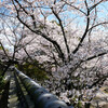 浄光山妙圀寺の桜