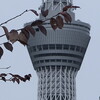 １２月６日　墨田区緑から向島の情景　と向島の猫さま