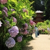 京都府木津川市「岩船寺」紫陽花