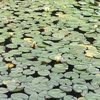 馬見丘陵公園