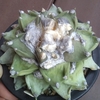 三ツ疣の花牡丹と青磁牡丹