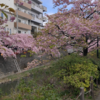 河津桜まつり復活