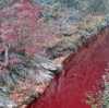 【アフリカ豚コレラ】 韓国、殺処分された豚の血が川へと流出。報道の間違いと、より適切な情報。