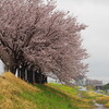 雨の週末なので近所で花見