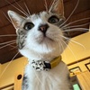 猫萌えパーツ。