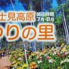 100万本の百合