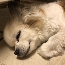 愛犬への独り言
