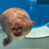 のとじま水族館(石川県七尾市)