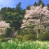 お花見・・・