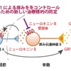 IL-31 かゆみのサイトカイン