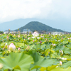奈良県藤原宮跡の蓮池ゾーンで蓮の撮影